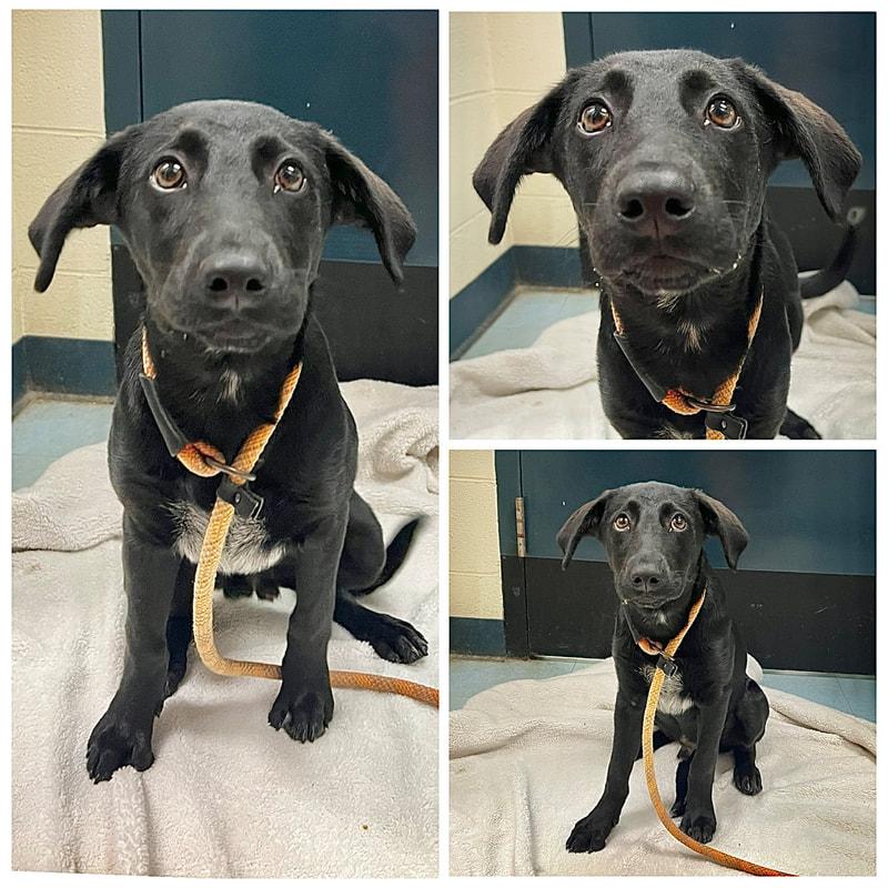 Enlarge Isaiah, an adopted mixed breed in Dublin, VA image 1/1