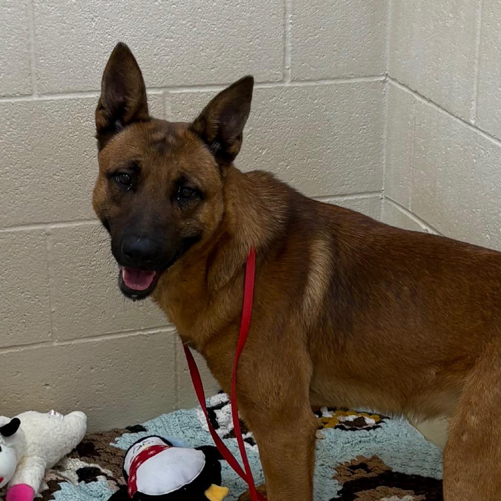 Marshall, Adoptable, Adult Male Mixed Breed.