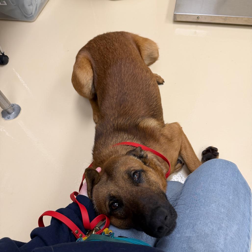 Enlarge Marshall, a Adoptable Mixed Breed in Winston-Salem, NC image 2/3