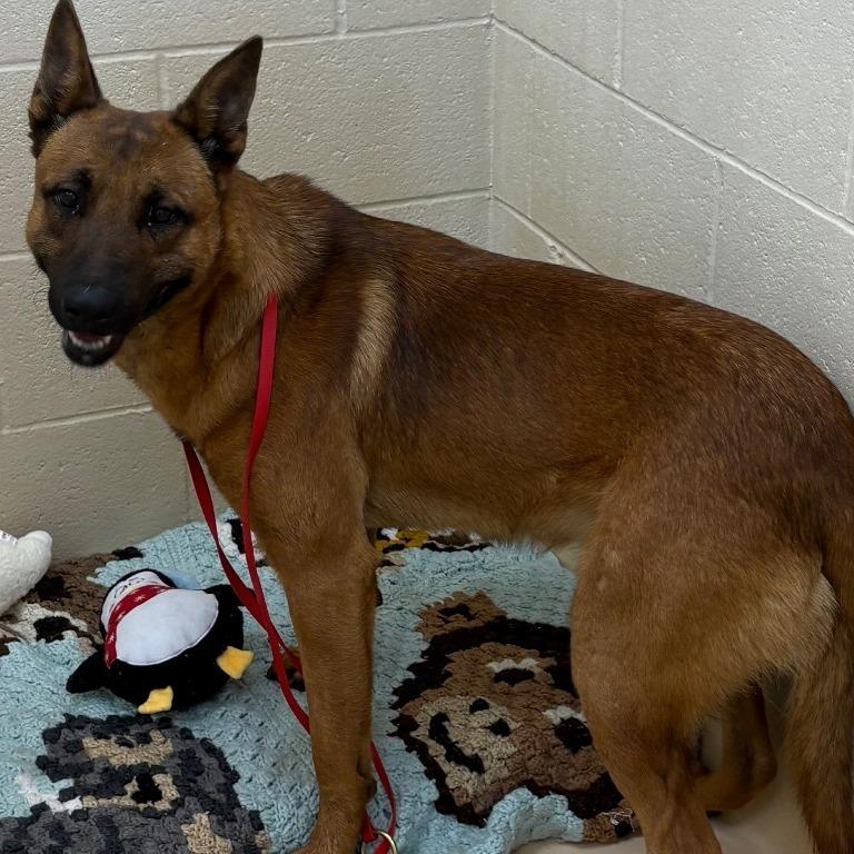 Enlarge Marshall, a Adoptable Mixed Breed in Winston-Salem, NC image 3/3