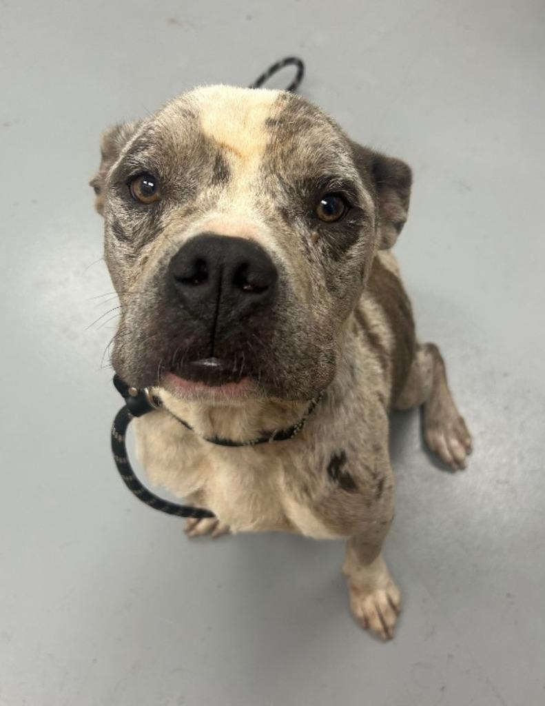 Enlarge Jester, a Adoptable mixed breed in Hartsville, SC image 1/1