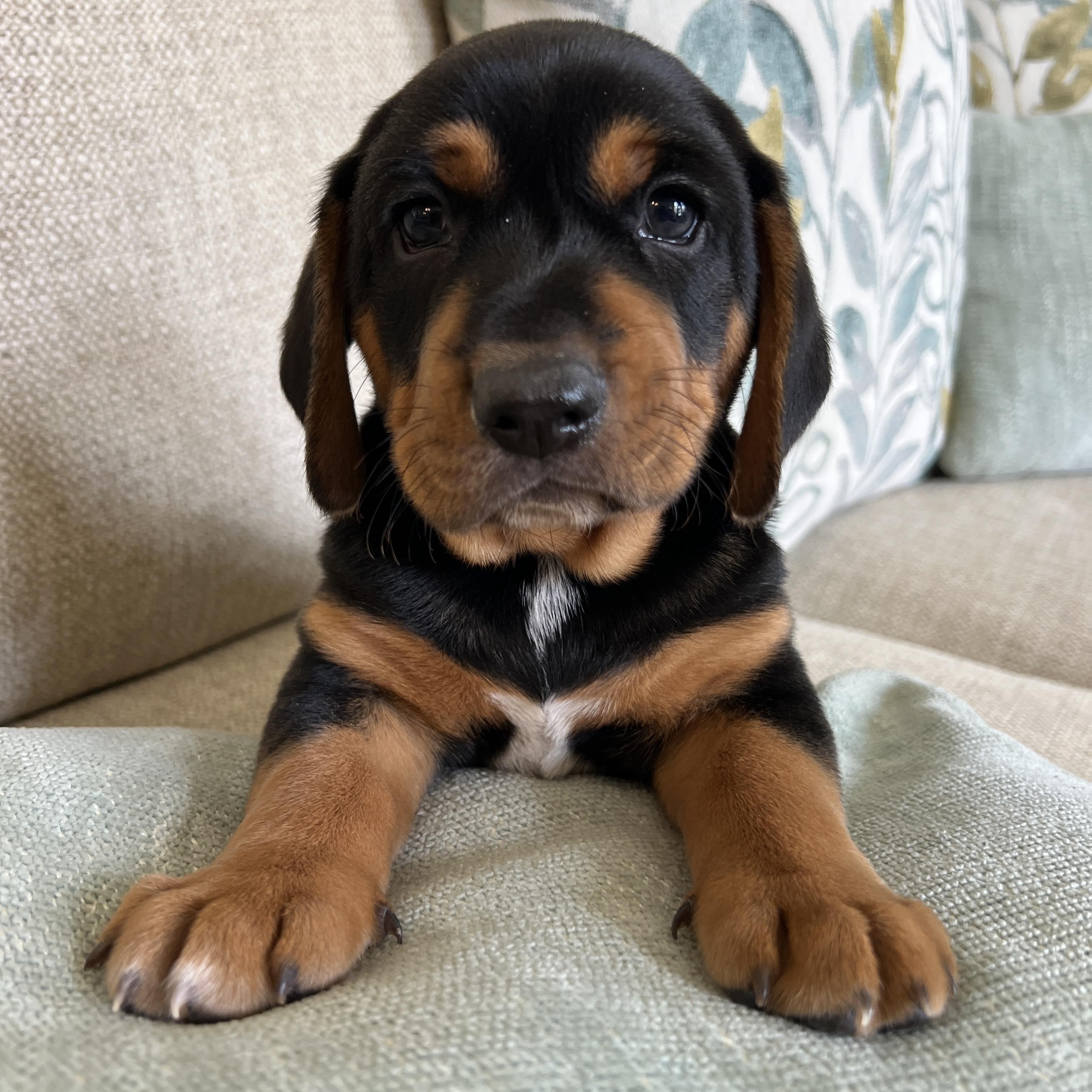 Enlarge DUTCH, a Adopted Beagle in Smithfield , RI image 2/5