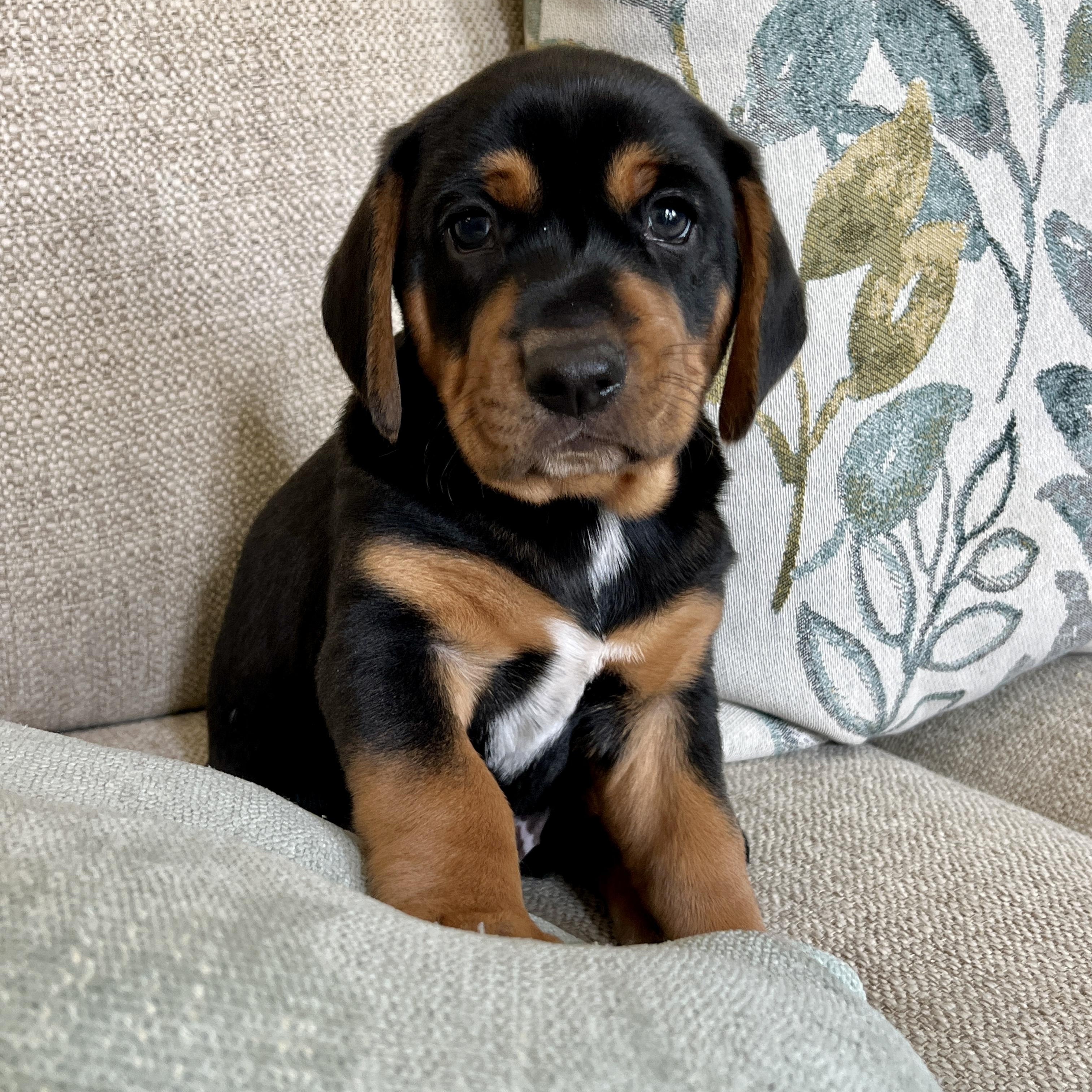 Enlarge DUTCH, a Adopted Beagle in Smithfield , RI image 1/5