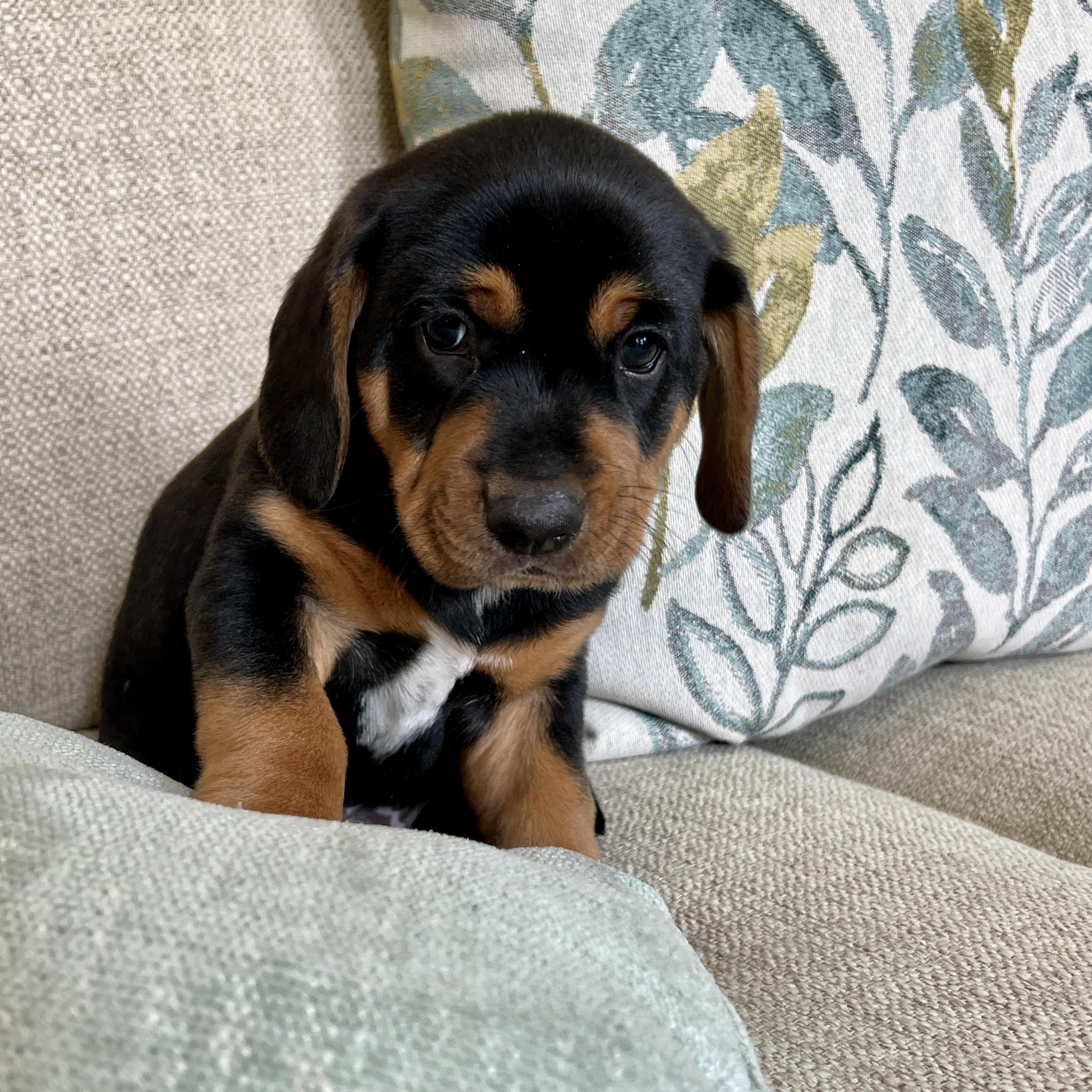 Enlarge DUTCH, a Adopted Beagle in Smithfield , RI image 3/5