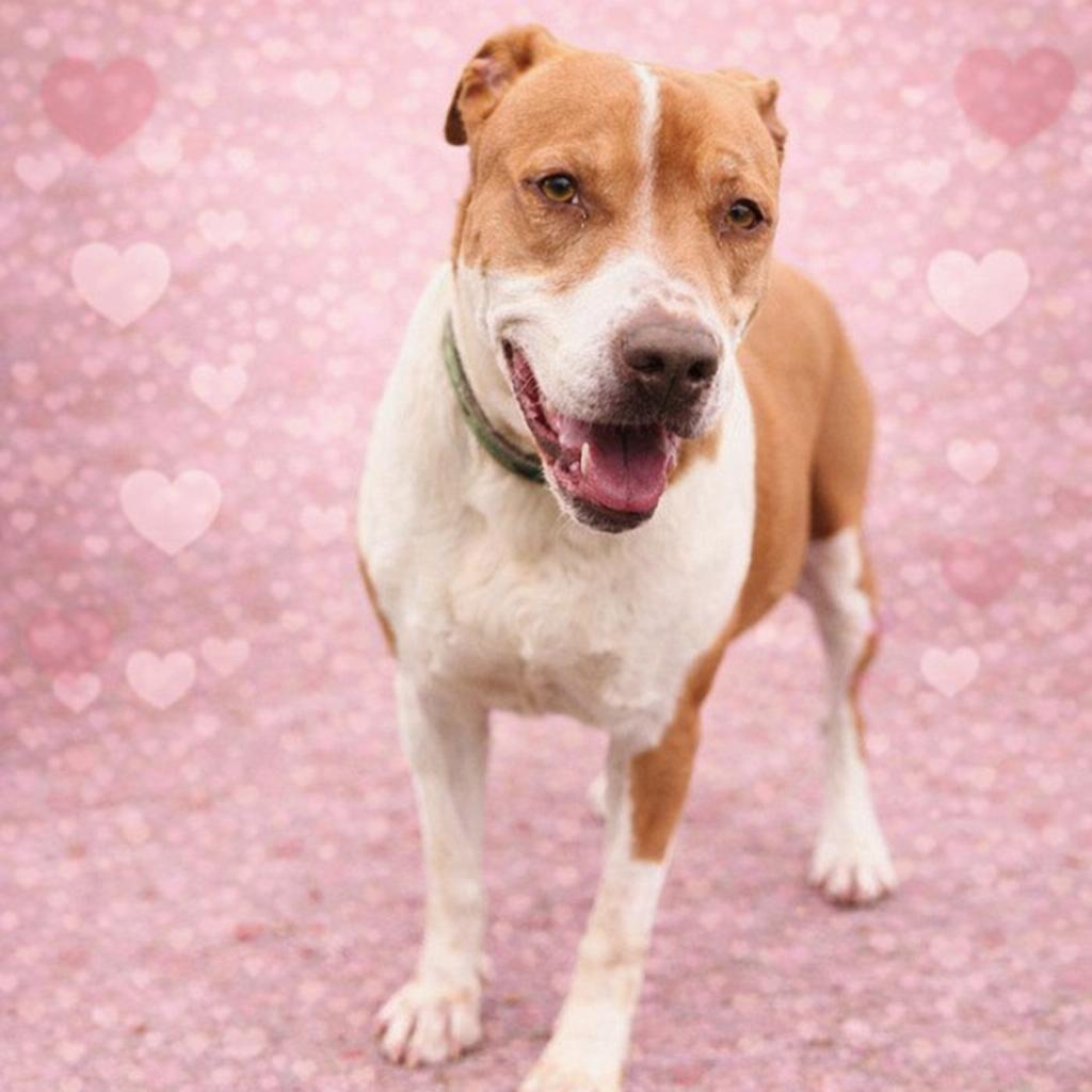 Enlarge *Princess Sophia, a Adoptable mixed breed in Justin, TX image 1/6