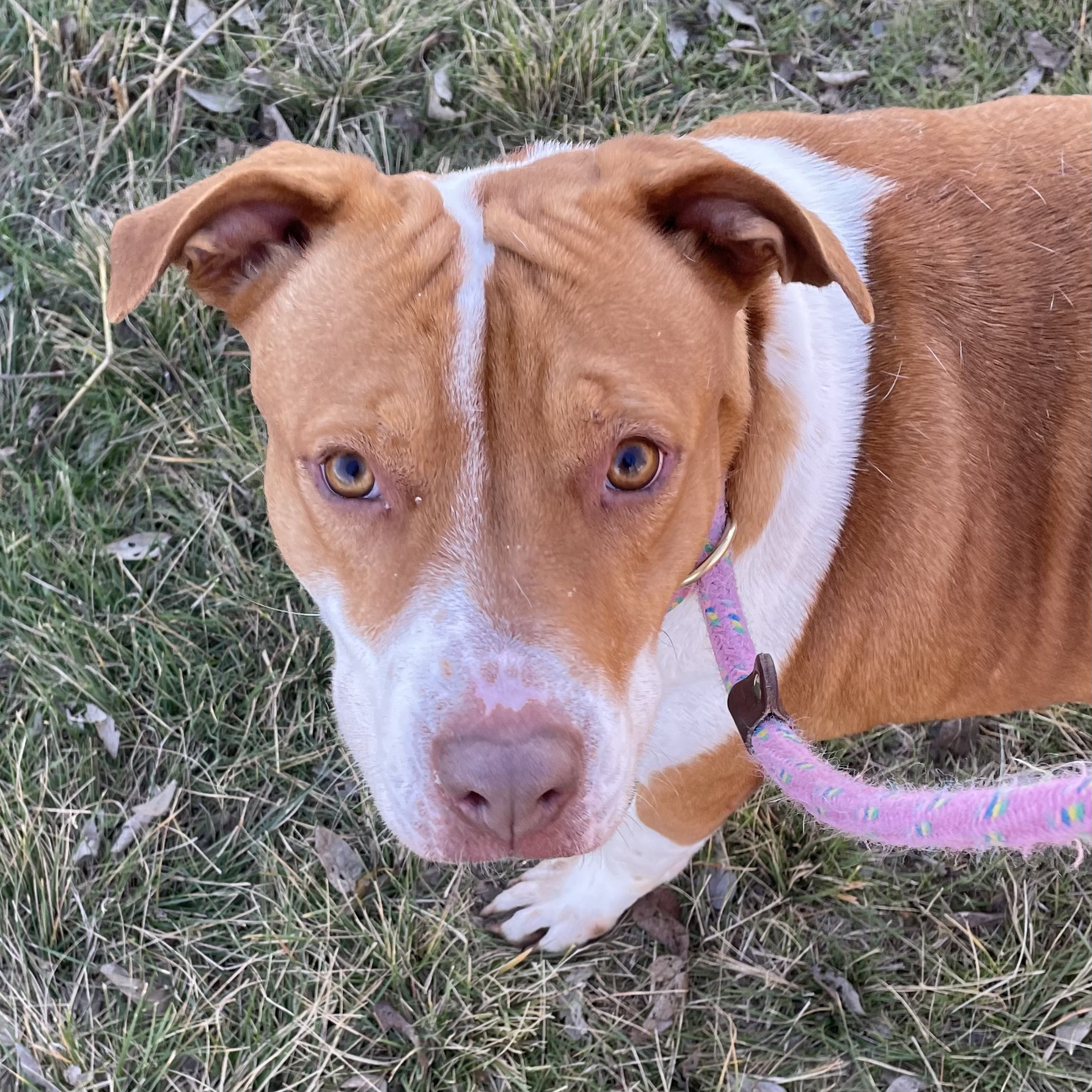 Enlarge *Princess Sophia, a Adoptable mixed breed in Justin, TX image 2/6