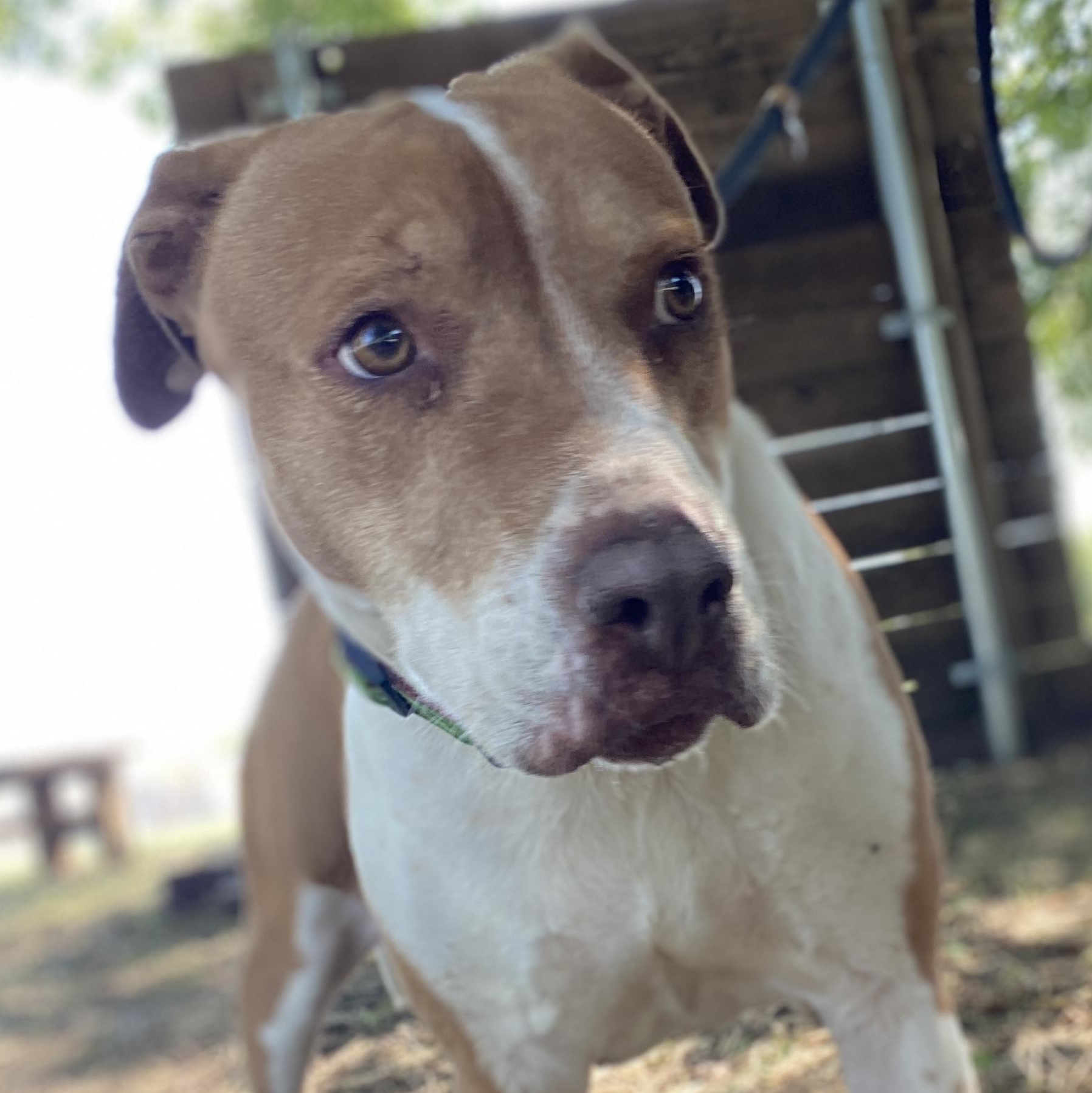 Enlarge *Princess Sophia, a Adoptable mixed breed in Justin, TX image 3/6