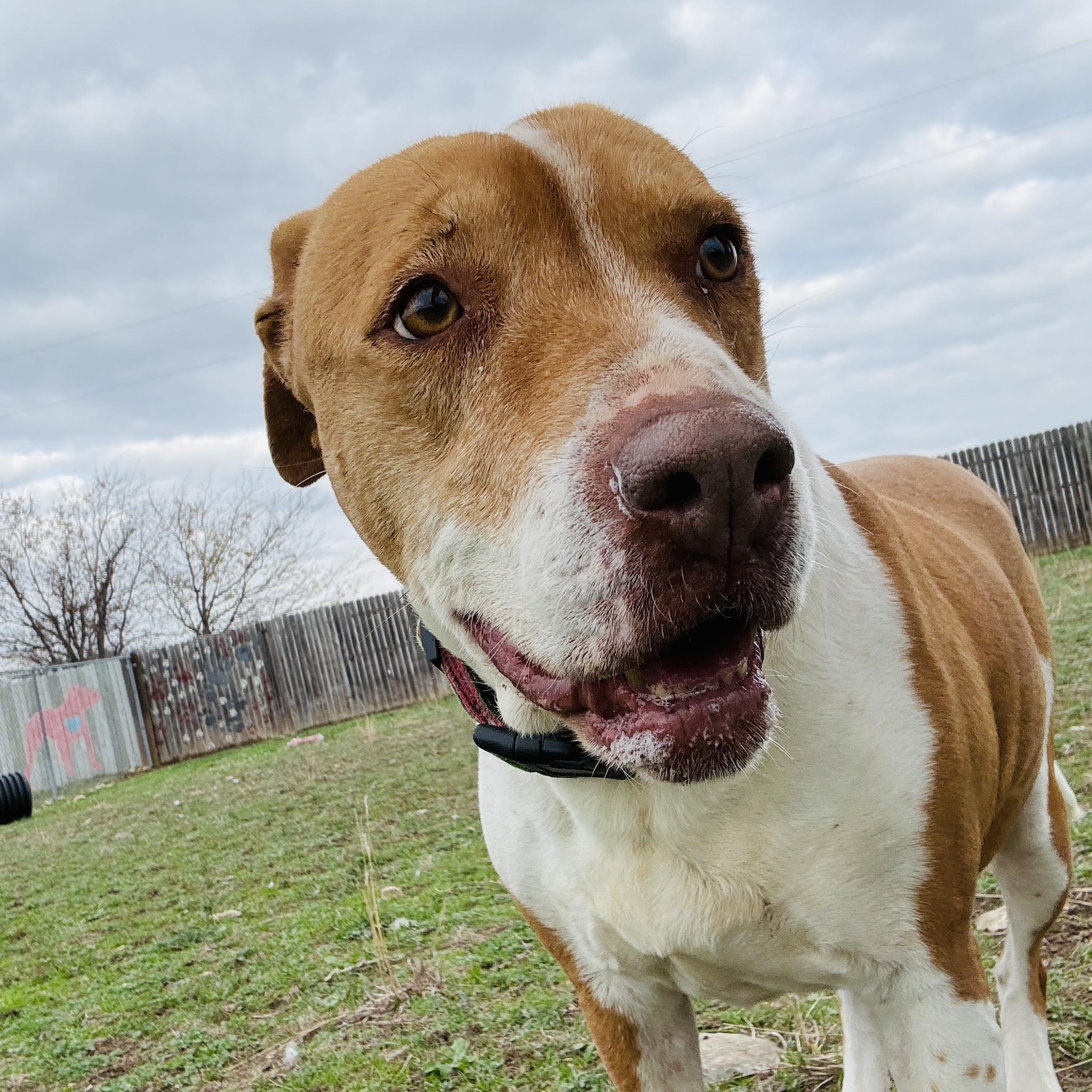 Enlarge *Princess Sophia, a Adoptable mixed breed in Justin, TX image 4/6