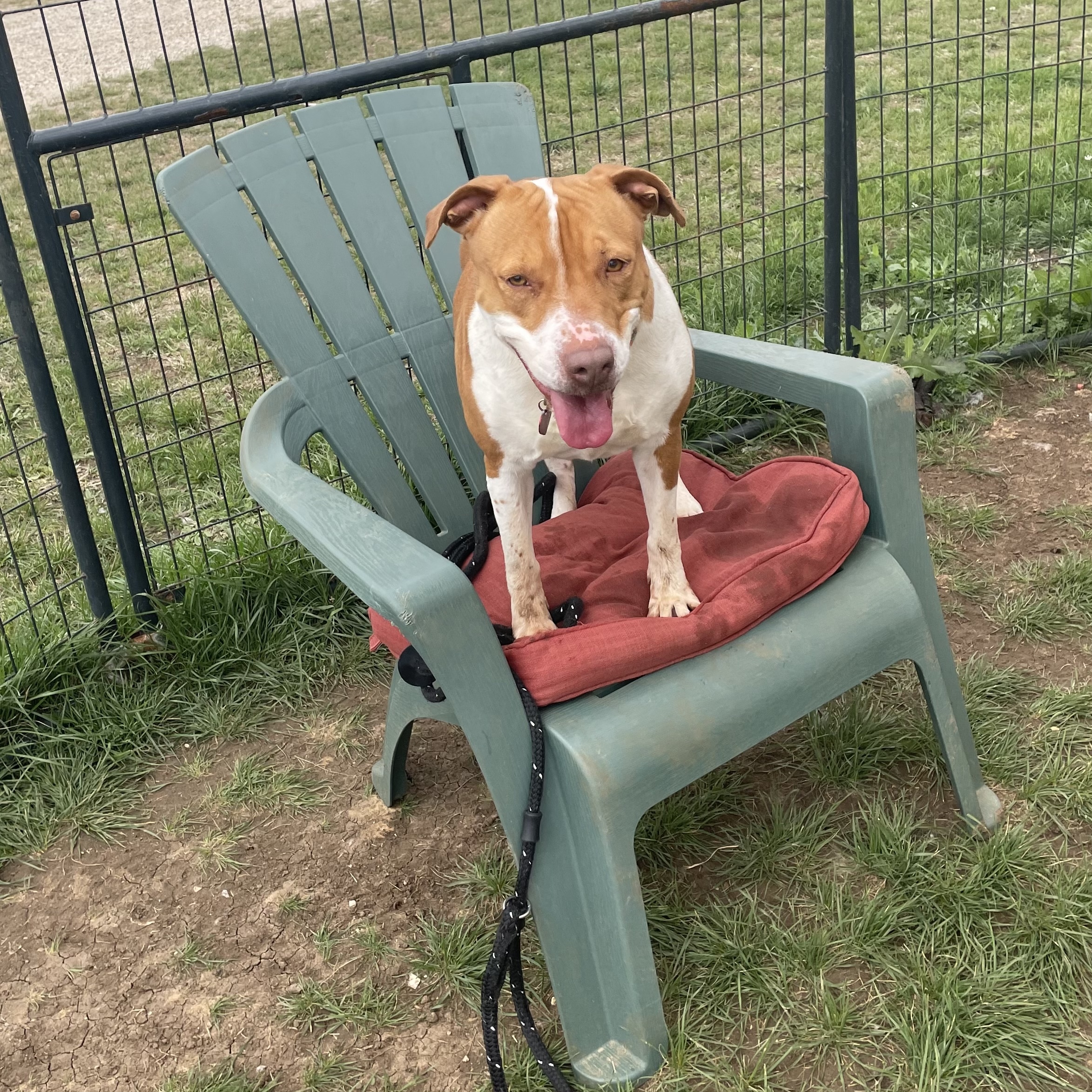 Enlarge *Princess Sophia, a Adoptable mixed breed in Justin, TX image 6/6