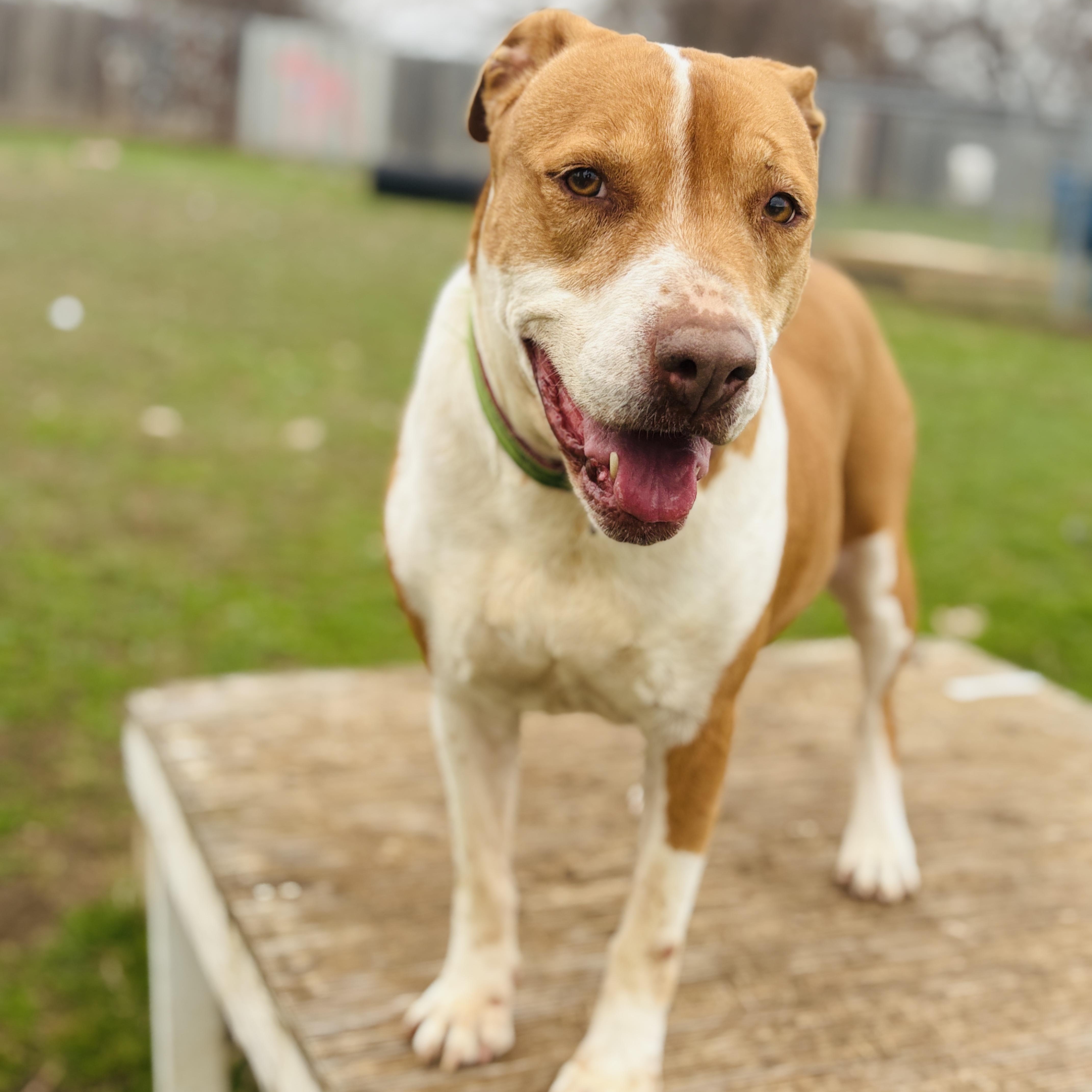 Enlarge *Princess Sophia, a Adoptable mixed breed in Justin, TX image 1/6