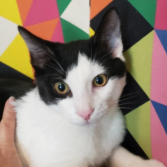 Grainey, Adoptable, Kitten Male Domestic Short Hair.