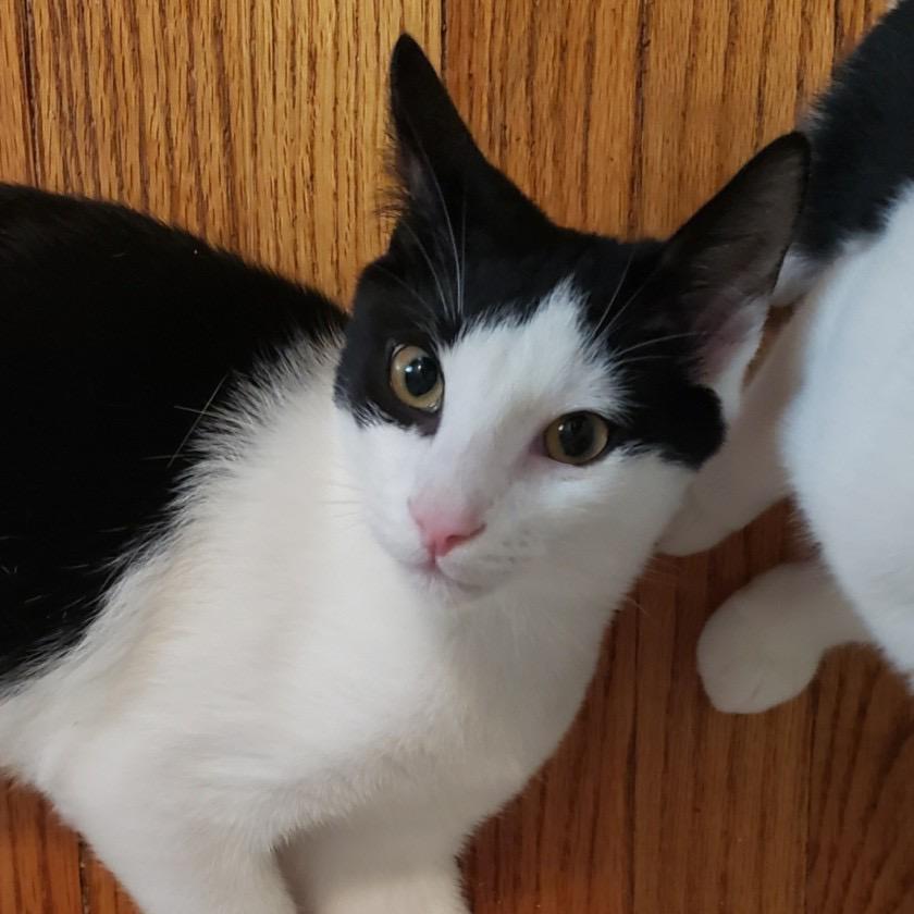 Enlarge Grainey, a Adoptable Domestic Short Hair in Salt Point, NY image 2/3