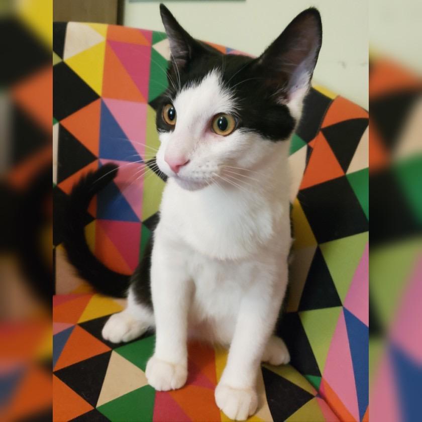 Enlarge Grainey, a Adoptable Domestic Short Hair in Salt Point, NY image 3/3