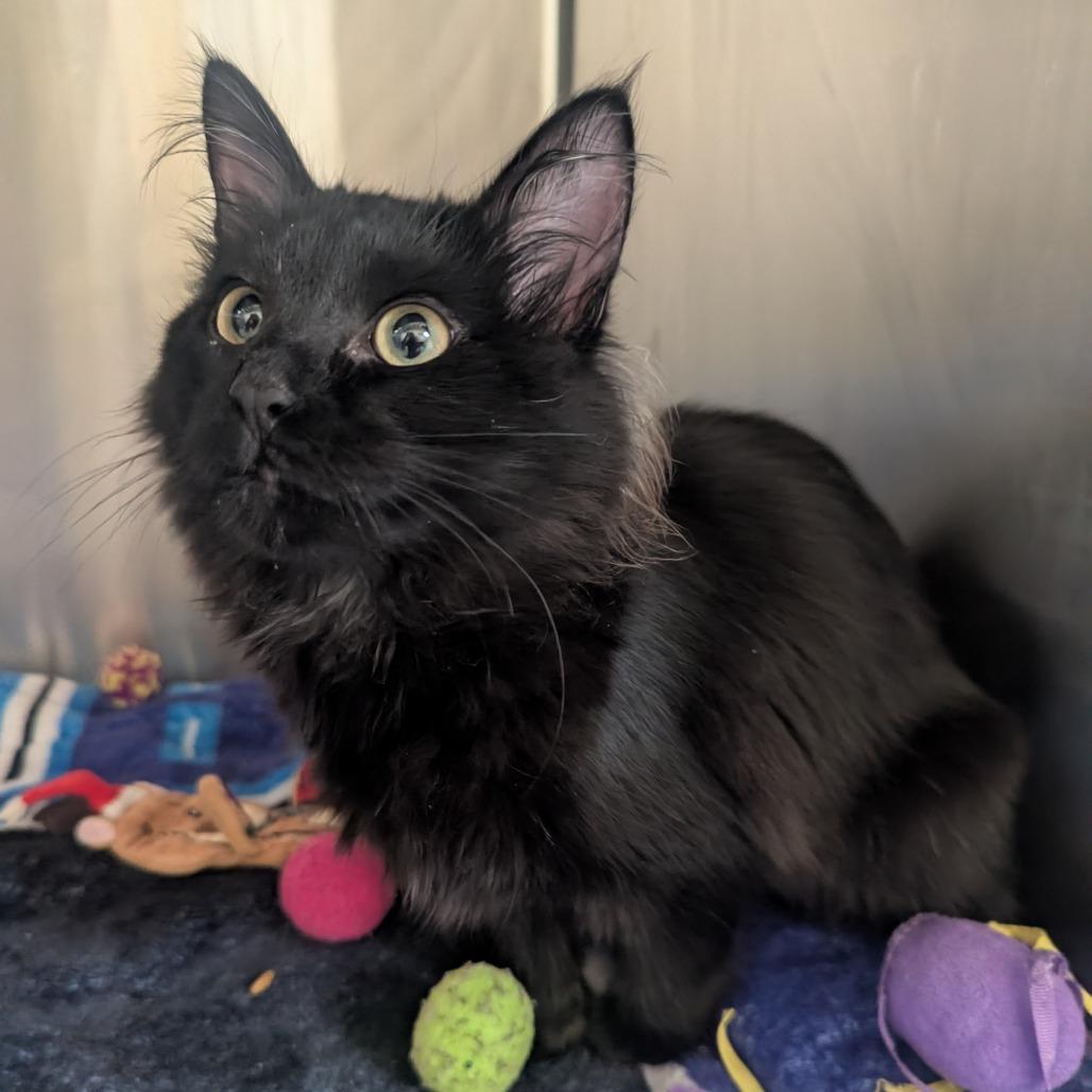 Tortilla, a Adoptable Domestic Medium Hair in Mankato, MN image 1/3