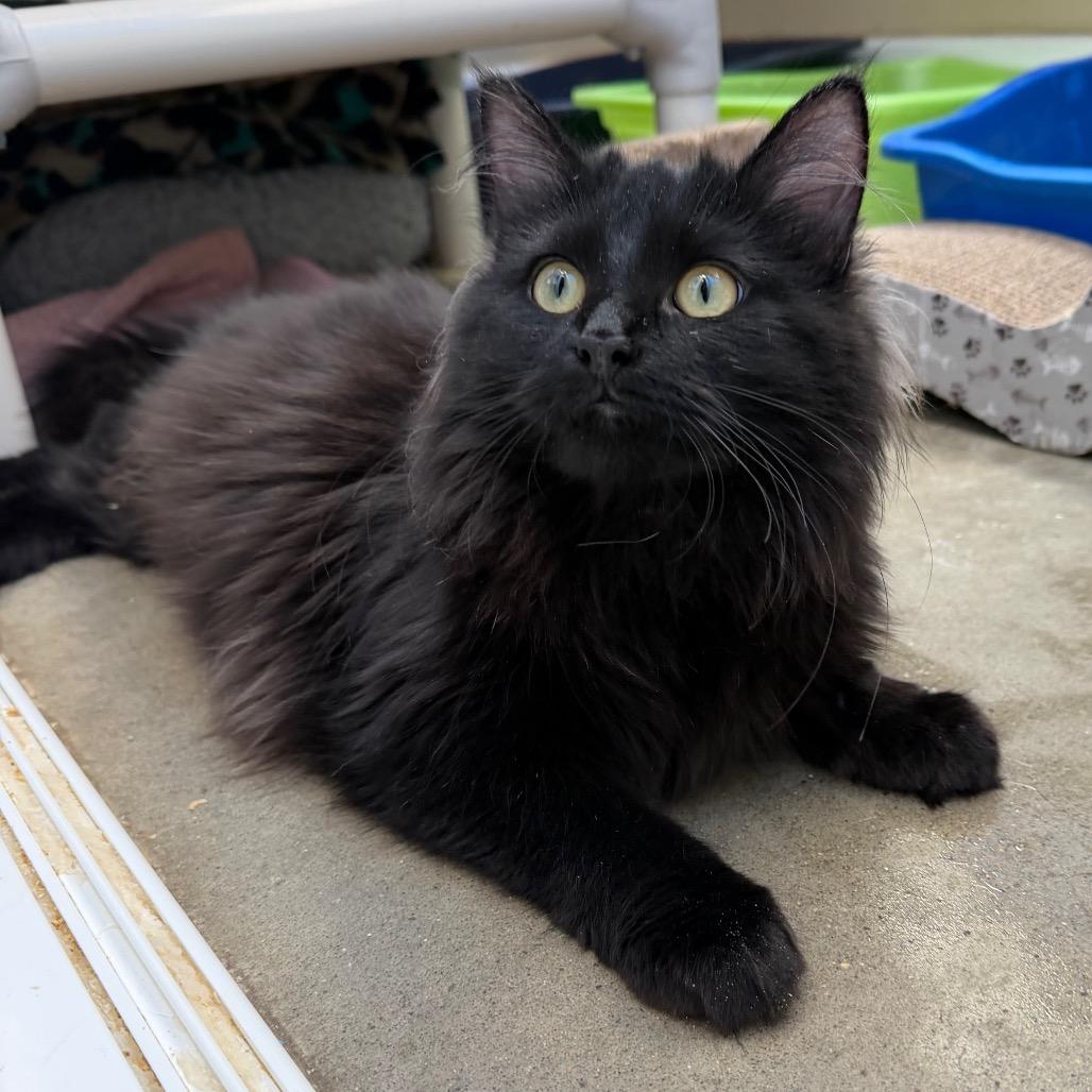 Tortilla, a Adoptable Domestic Medium Hair in Mankato, MN image 2/3