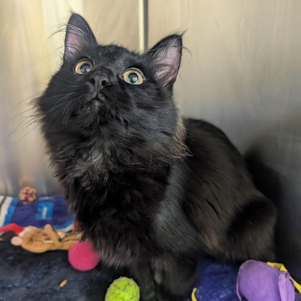 Tortilla, a Adoptable Domestic Medium Hair in Mankato, MN image 3/3