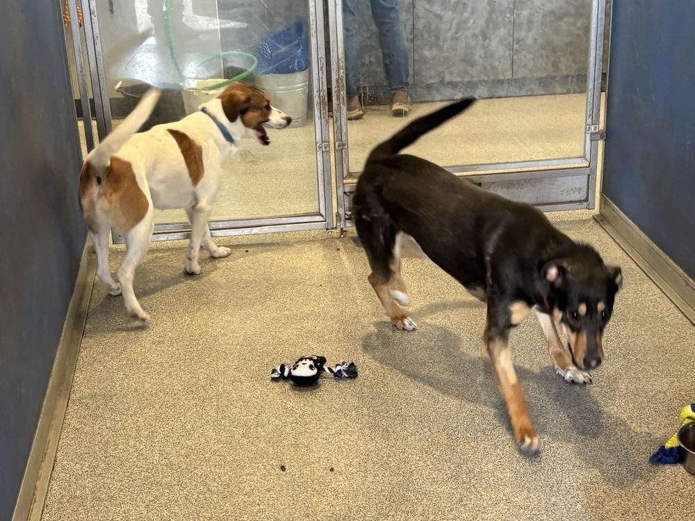 Gertie, Adoptable, Adult Female Collie & Doberman Pinscher.