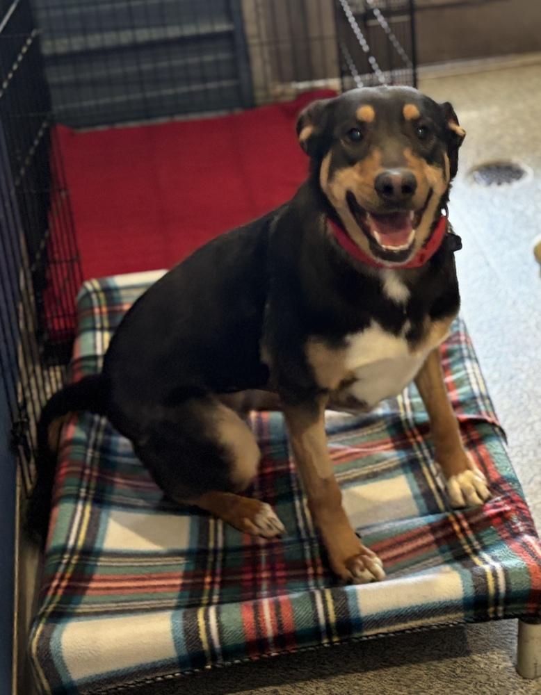 Enlarge Gertie, a Adoptable mixed breed in Bartlesville, OK image 2/3