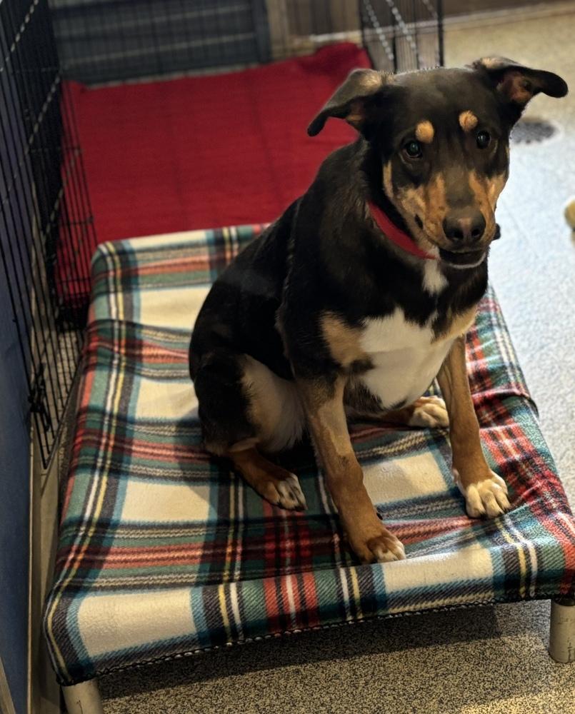 Enlarge Gertie, a Adoptable mixed breed in Bartlesville, OK image 3/3