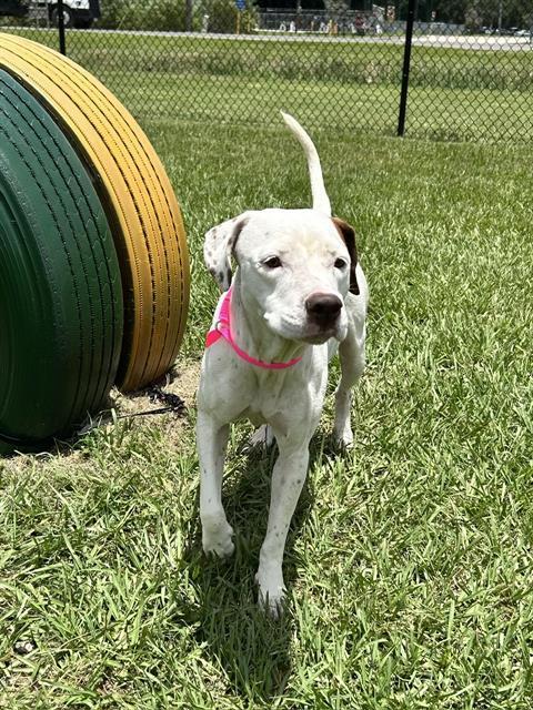 BONNIE, Adoptable, Adult Female Labrador Retriever & Mixed Breed.