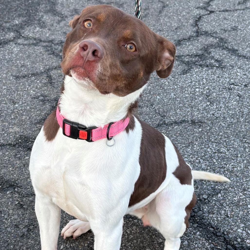 Enlarge Auburn, a Adoptable Mixed Breed in East Hanover, NJ image 1/6