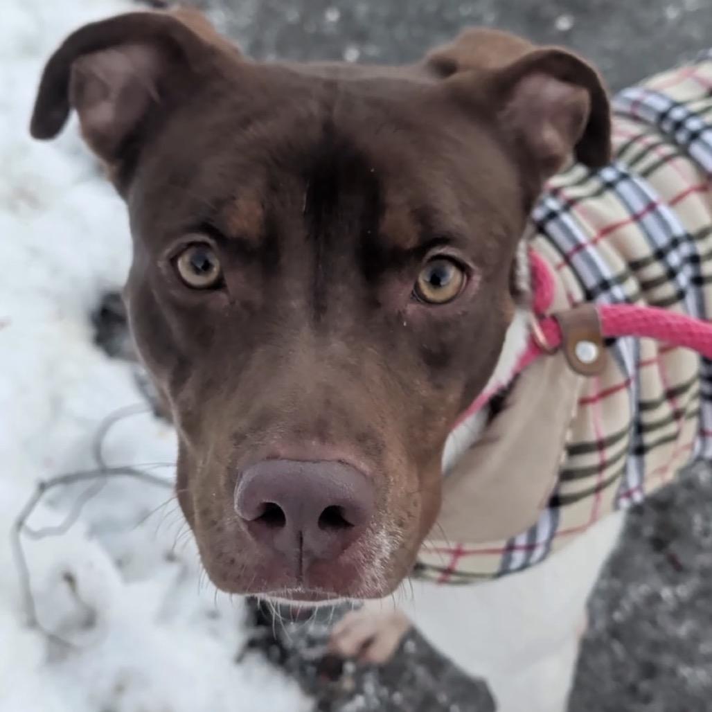 Enlarge Auburn, a Adoptable Mixed Breed in East Hanover, NJ image 2/6