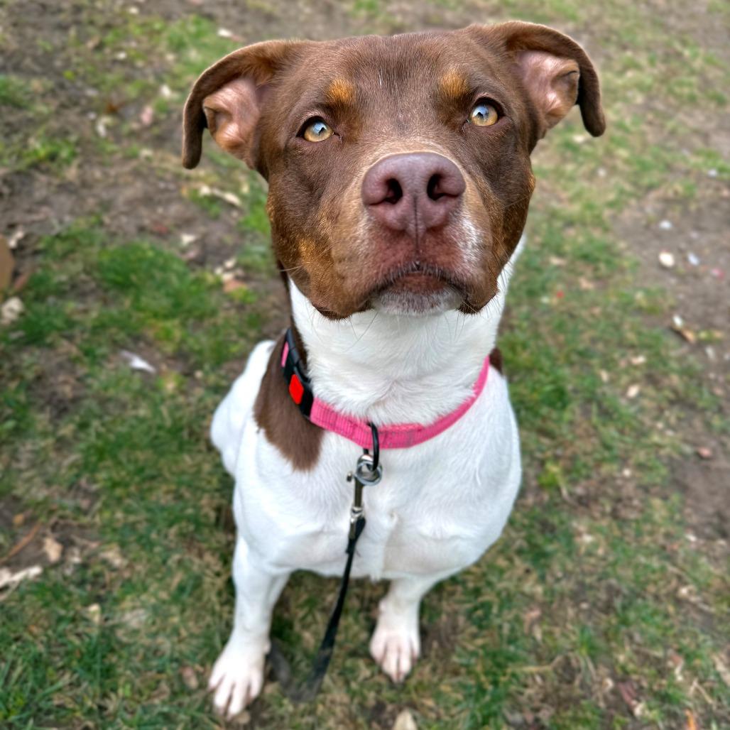 Enlarge Auburn, a Adoptable Mixed Breed in East Hanover, NJ image 3/6