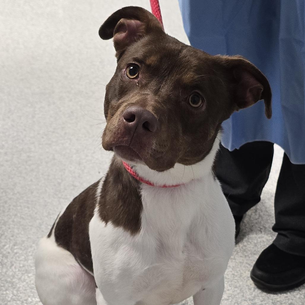 Enlarge Auburn, a Adoptable Mixed Breed in East Hanover, NJ image 4/6