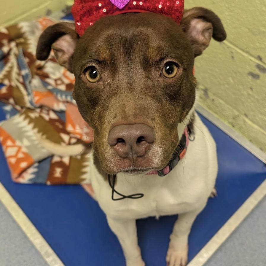 Enlarge Auburn, a Adoptable Mixed Breed in East Hanover, NJ image 5/6