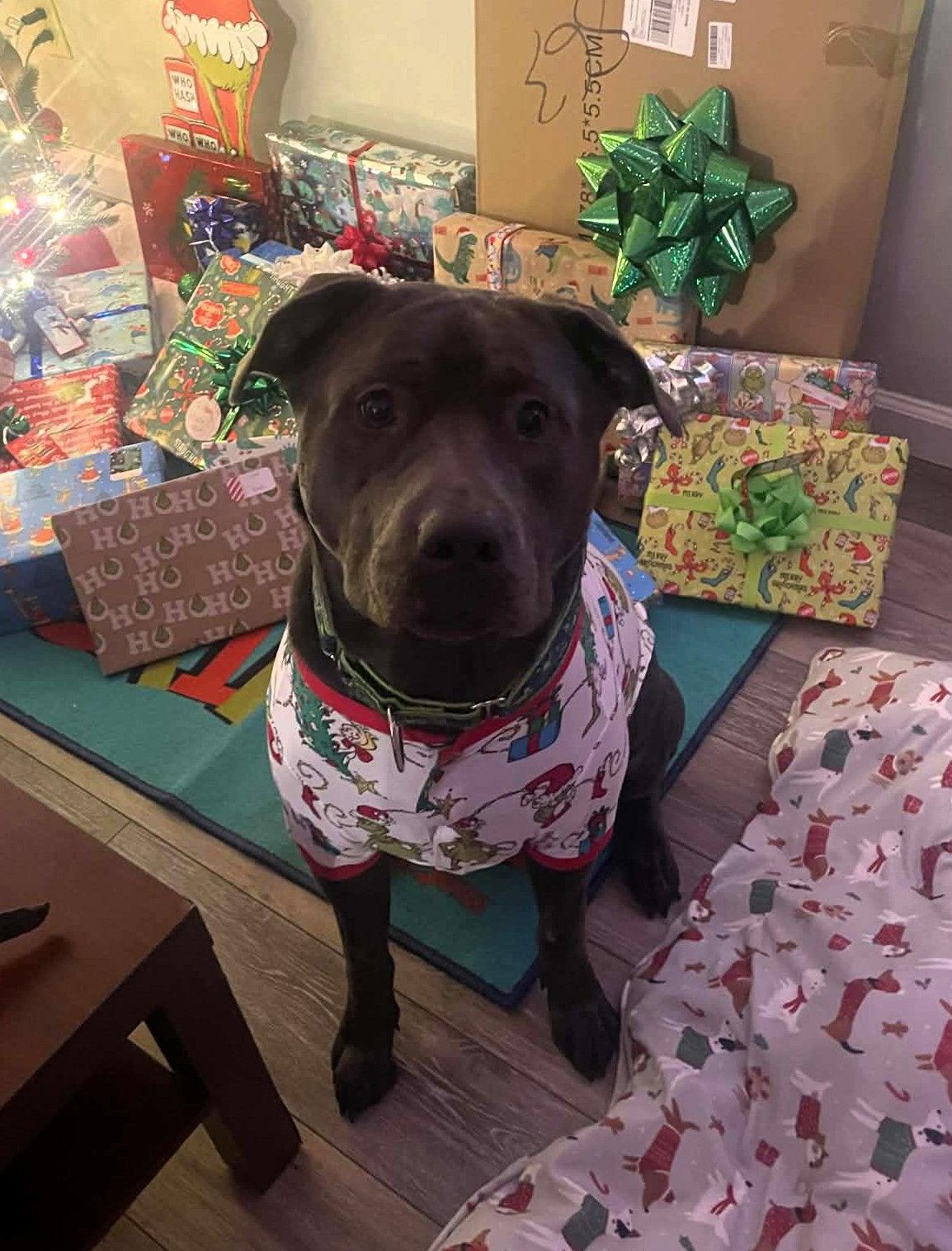 Maverick, Adoptable, Young Male Labrador Retriever & Pit Bull Terrier.