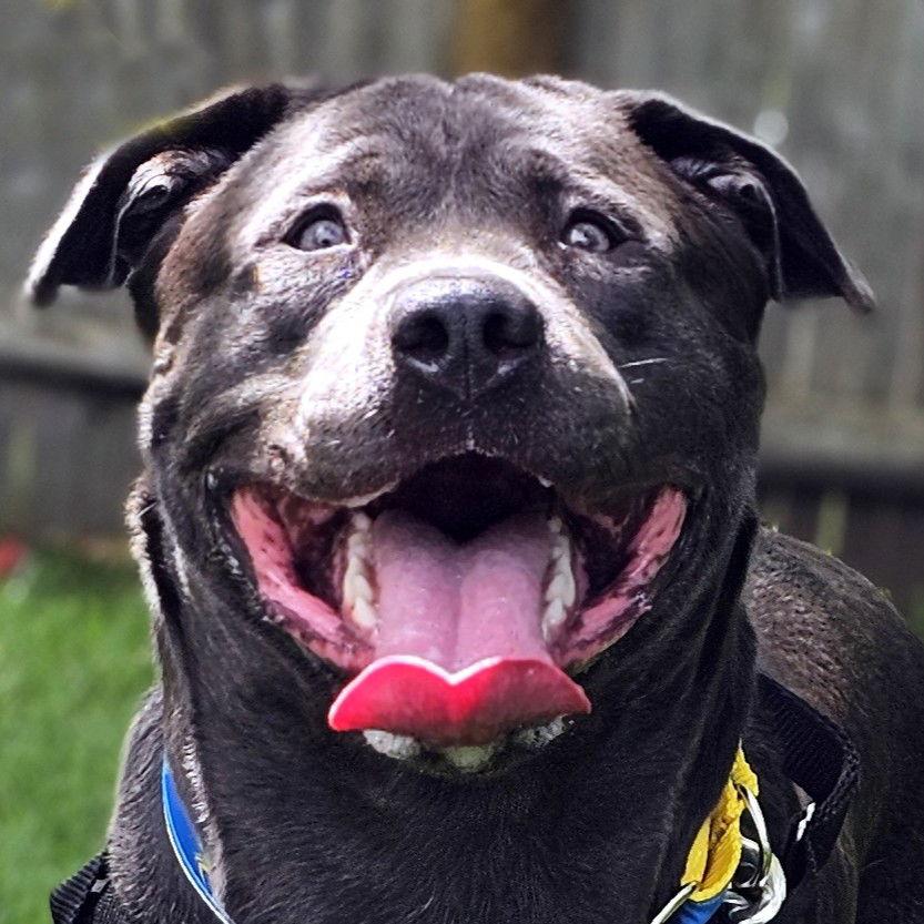 Maverick, a Adoptable mixed breed in Framingham, MA image 2/3