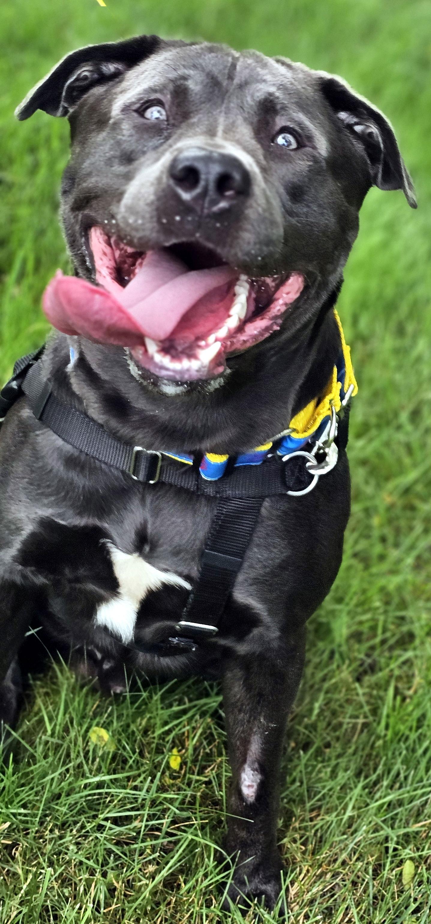 Maverick, a Adoptable mixed breed in Framingham, MA image 3/3