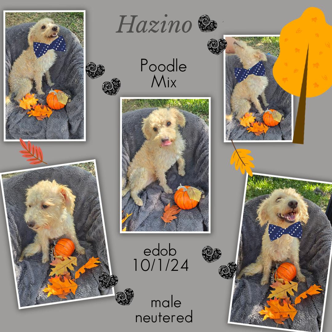 Hazino WA14076-T LOCAL Adoption Event in Bellevue 5-24, a Adoptable mixed breed in Bellevue, WA image 2/6