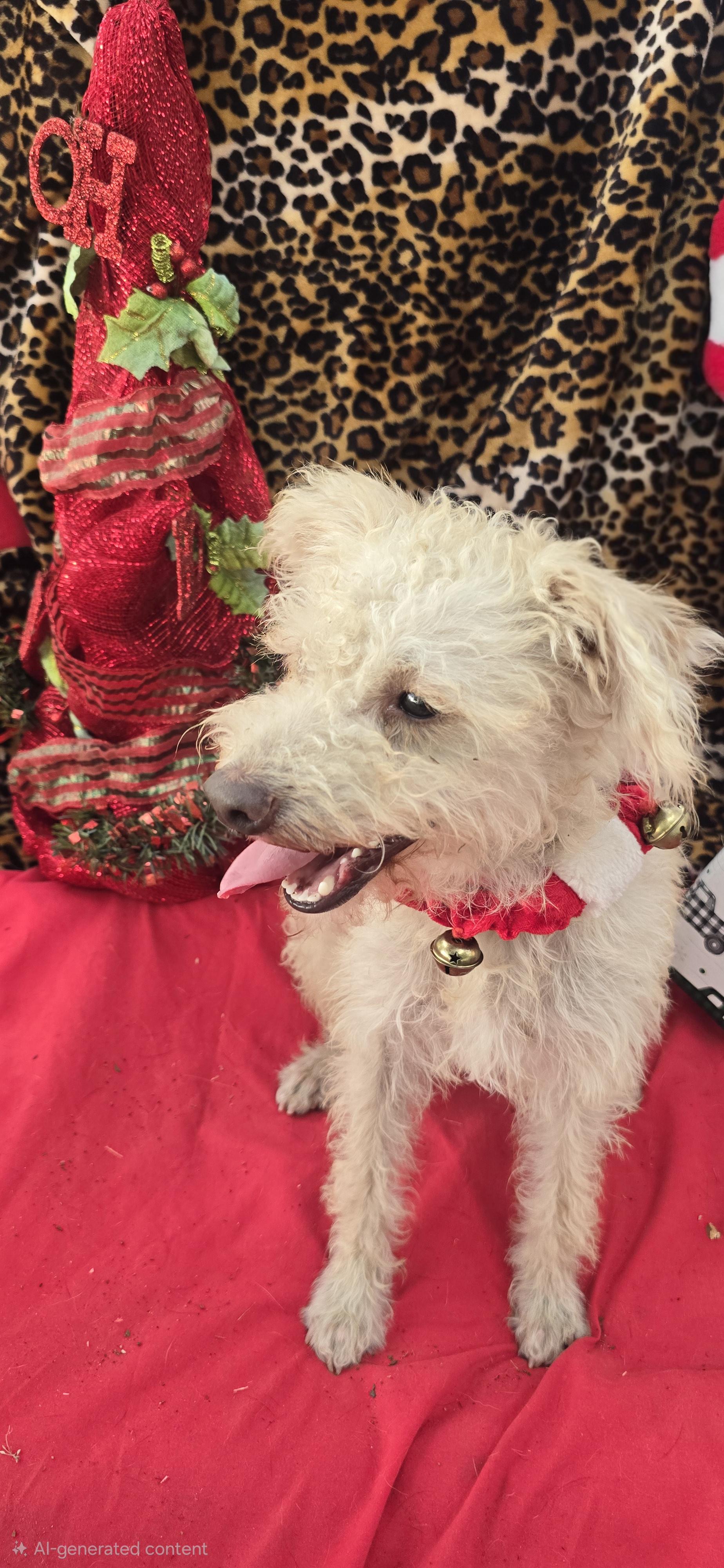 Hazino WA14076-T LOCAL Adoption Event in Bellevue 5-24, a Adoptable mixed breed in Bellevue, WA image 6/6