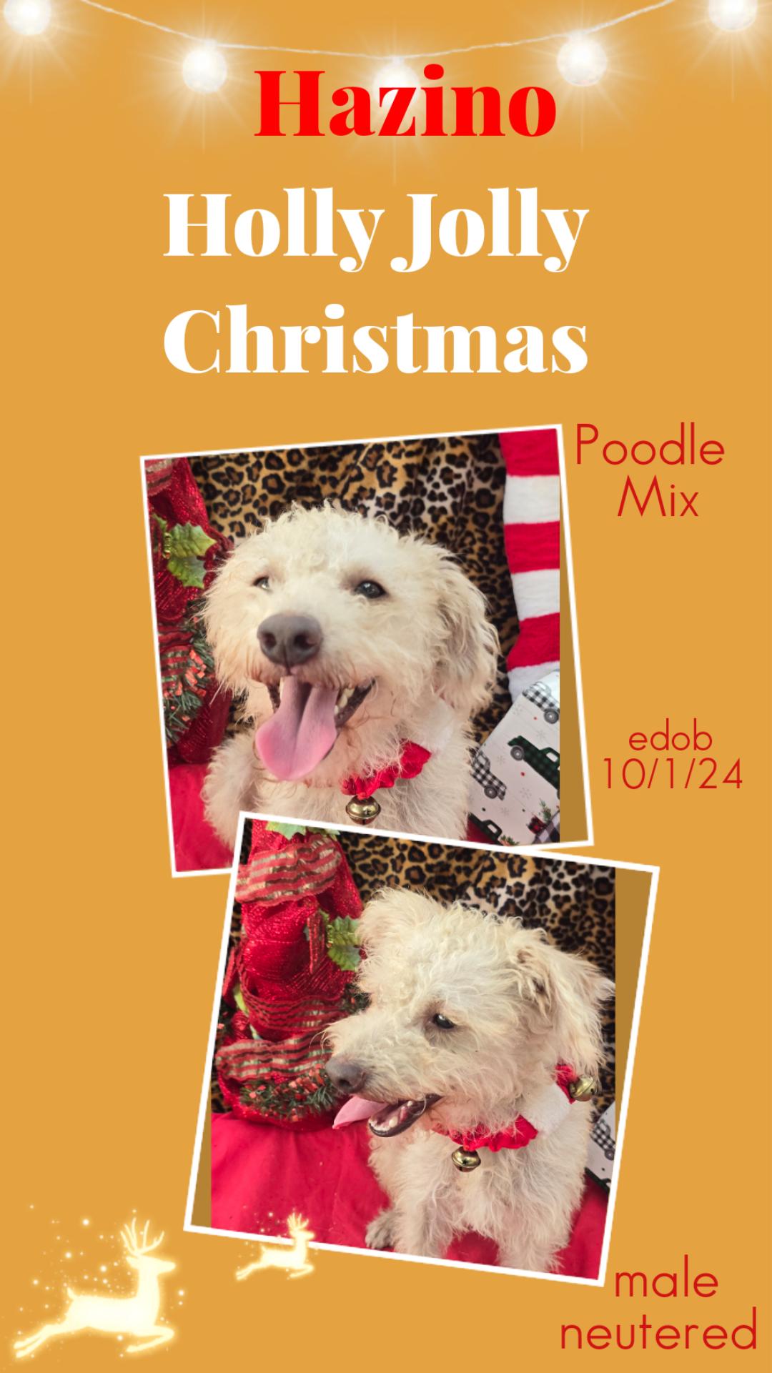 Hazino WA14076-T LOCAL Adoption Event in Bellevue 5-24, Adoptable, Adult Male Poodle.