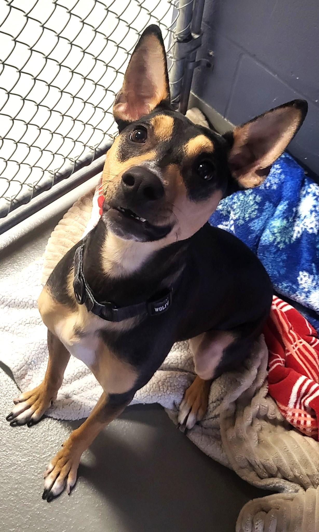 SLIM JIM, adopted, Young Male Mixed Breed.