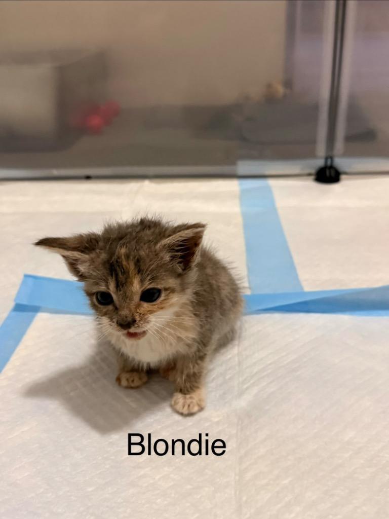 Enlarge Blondie, a Adoptable mixed breed in Newnan, GA image 1/6