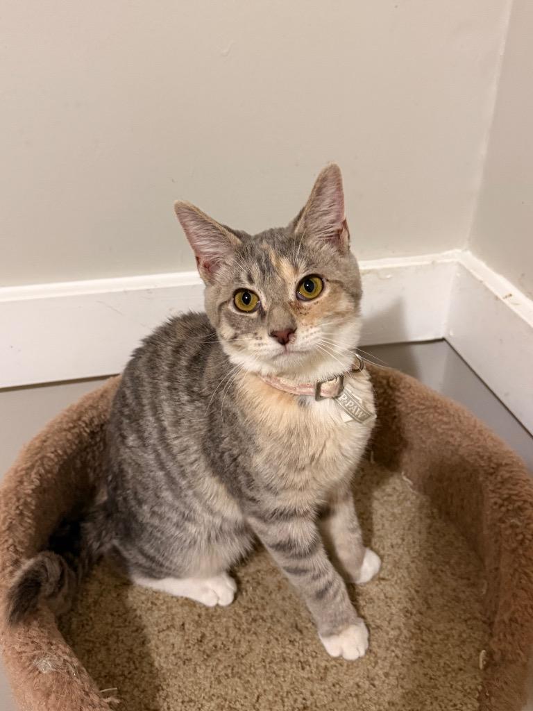 Enlarge Blondie, a Adoptable mixed breed in Newnan, GA image 2/6