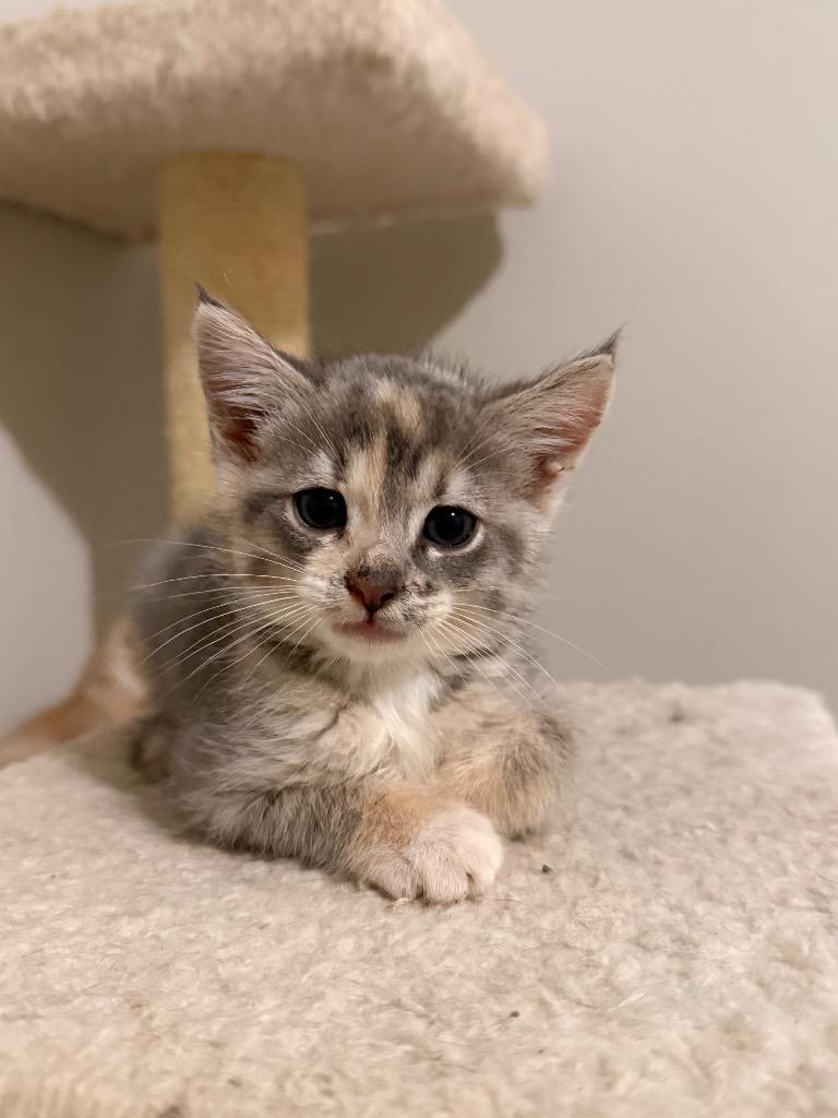 Enlarge Blondie, a Adoptable mixed breed in Newnan, GA image 3/6