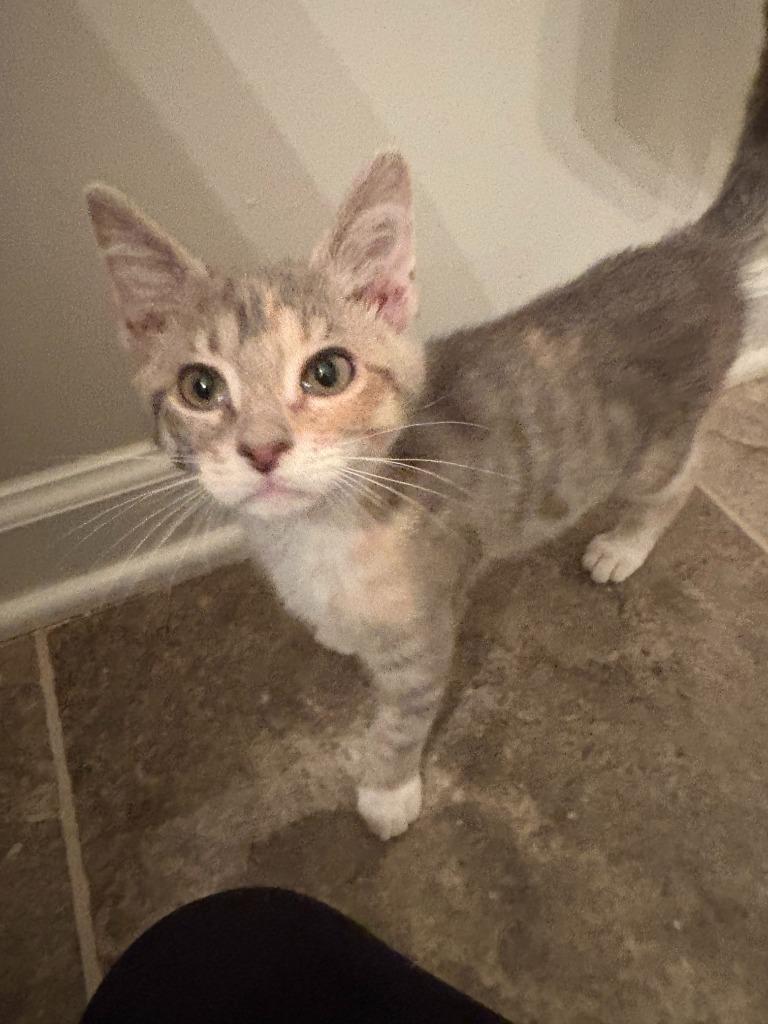 Enlarge Blondie, a Adoptable mixed breed in Newnan, GA image 4/6