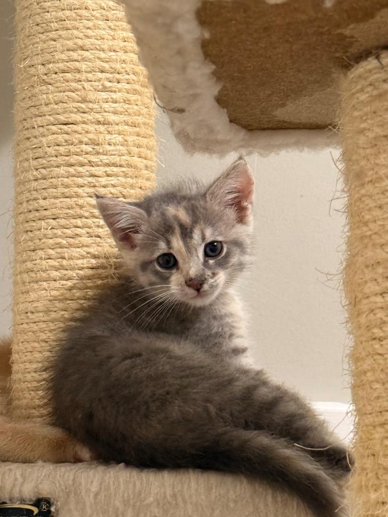 Enlarge Blondie, a Adoptable mixed breed in Newnan, GA image 5/6