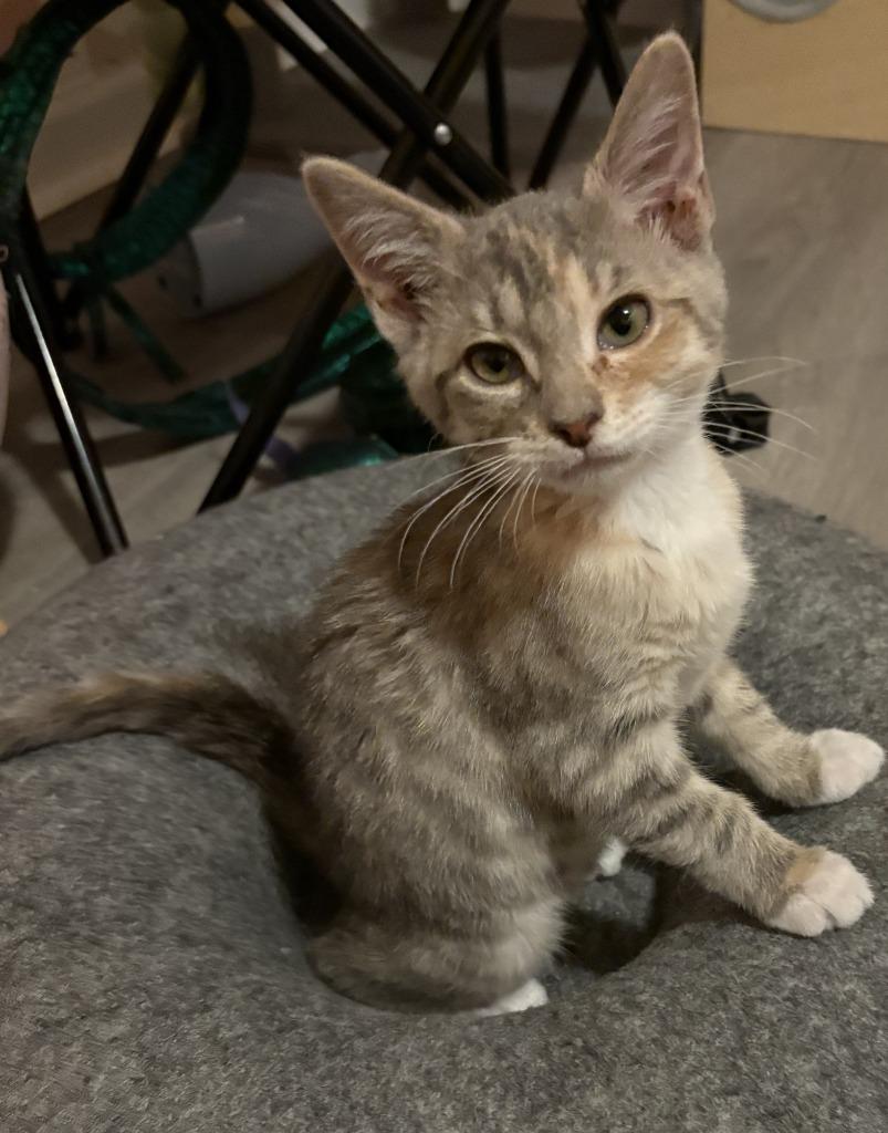 Enlarge Blondie, a Adoptable mixed breed in Newnan, GA image 6/6