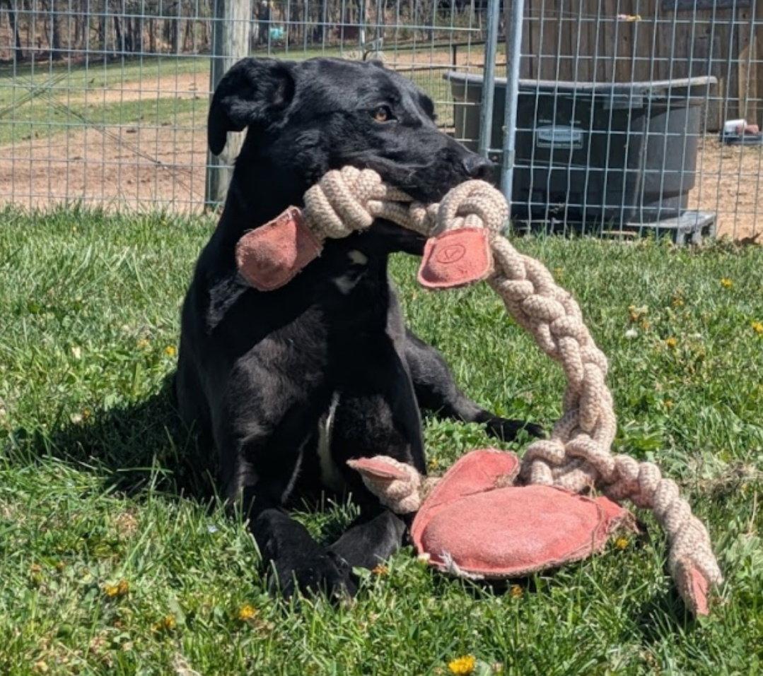 Enlarge Scrappy, a Adoptable mixed breed in Westminster, MD image 1/3