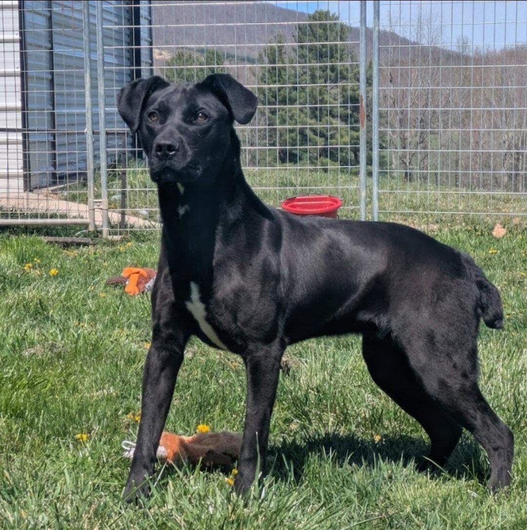 Enlarge Scrappy, a Adoptable mixed breed in Westminster, MD image 2/3