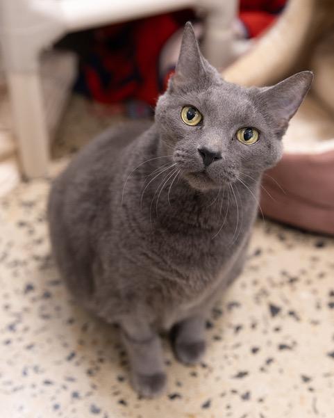 Enlarge APRIL, a Adoptable Domestic Short Hair in Leesburg, VA image 1/1