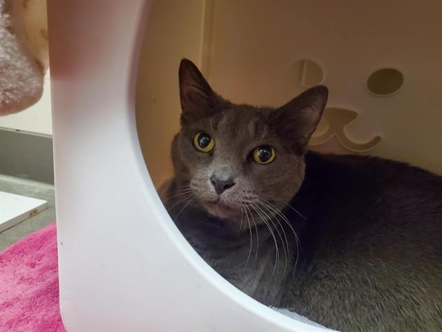 APRIL, Adoptable, Senior Female Domestic Short Hair.