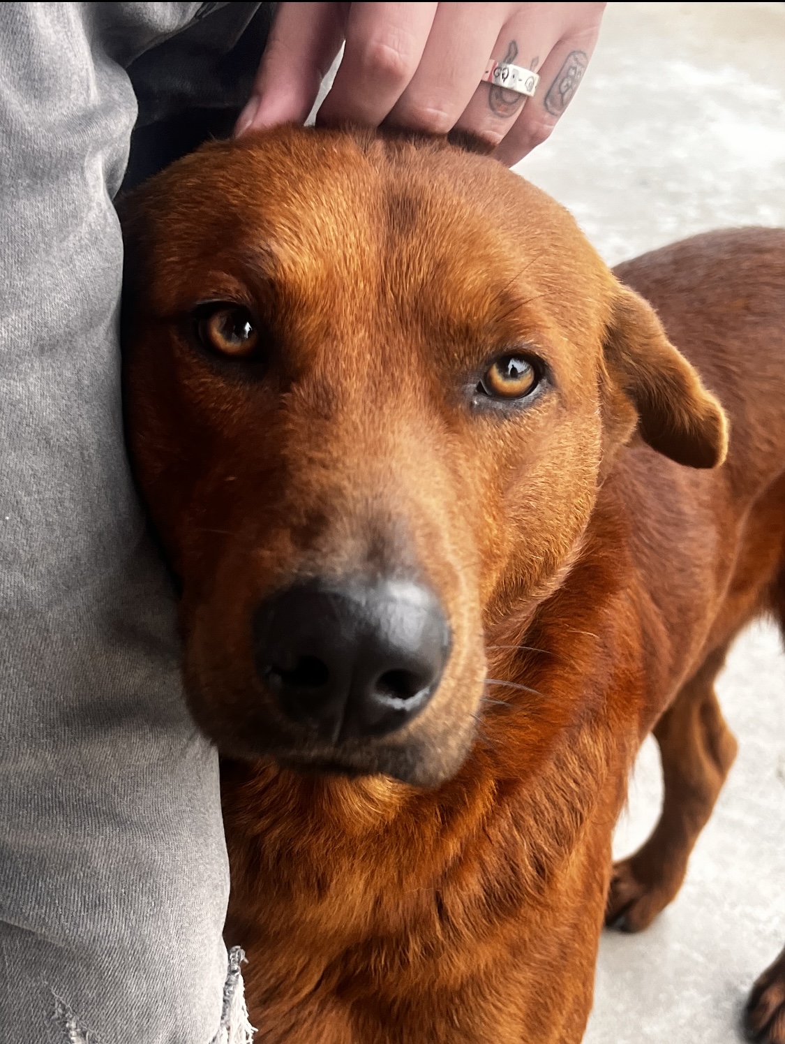 Mars, a Adoptable Labrador Retriever in Houston, TX image 1/6