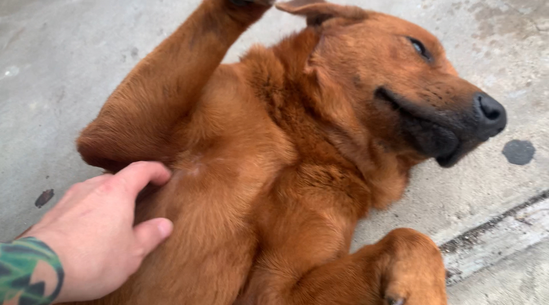 Mars, a Adoptable Labrador Retriever in Houston, TX image 2/6