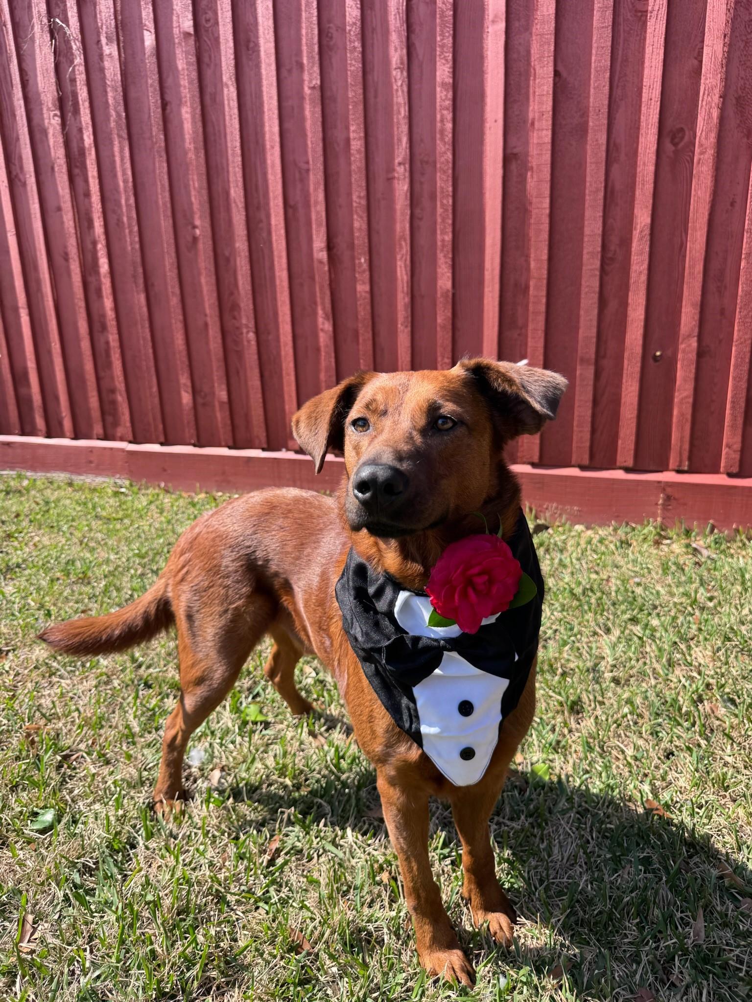 Enlarge Mars, a Adoptable Labrador Retriever in Houston, TX image 6/6
