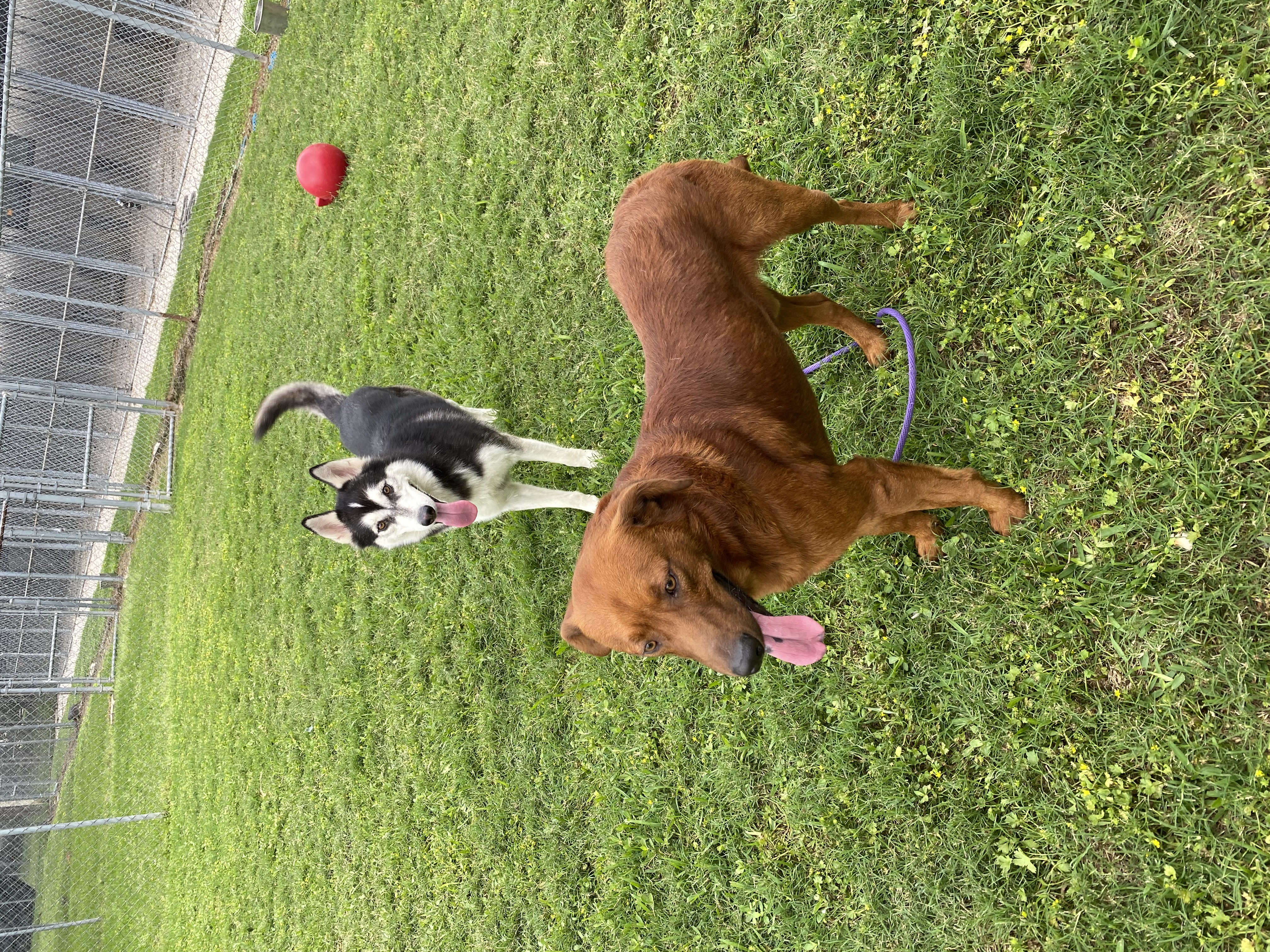 Mars, a Adoptable Labrador Retriever in Houston, TX image 3/6